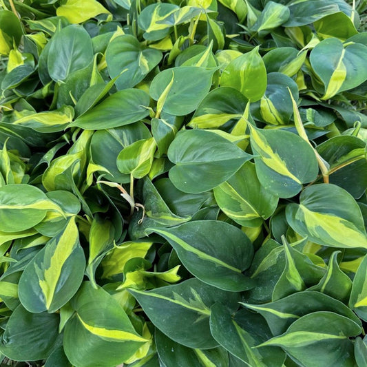 8 Pack Live Brazilian Philodendron Scandens Brazil 4" Pots - Heart-Shaped Leaves, Tropical Houseplant Gift