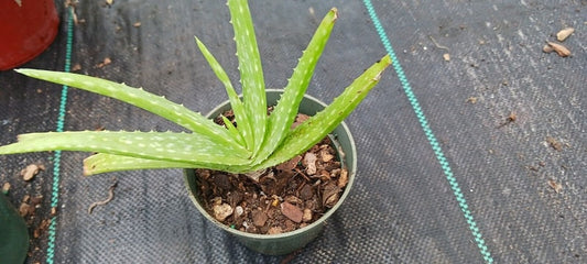 Aloe Vera Plant Succulent - Bare Root or Potted Options - Aloe Barbadensis - Easy Care Indoor Houseplant for Beginners