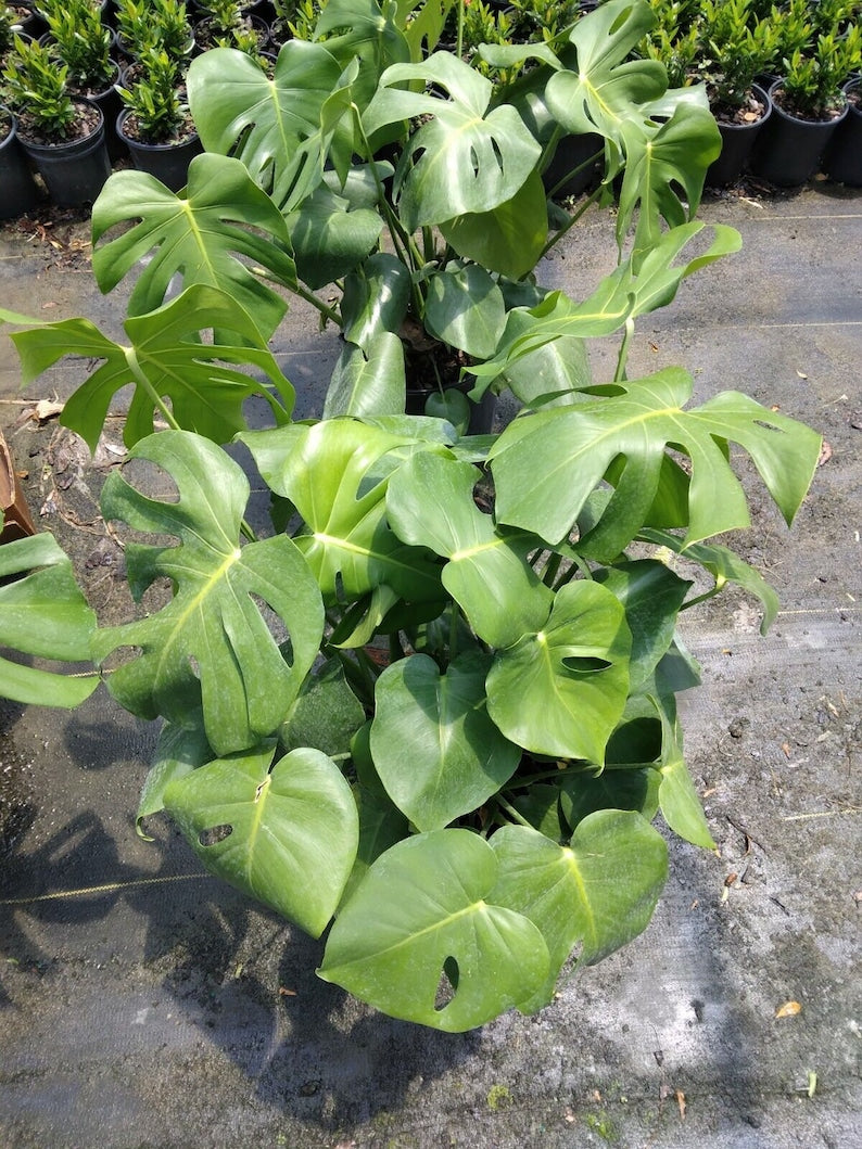 Monstera Deliciosa Swiss Cheese Plant - Various Sizes - Epiphytic Tropical Houseplant - Monstera deliciosa - Bare Root