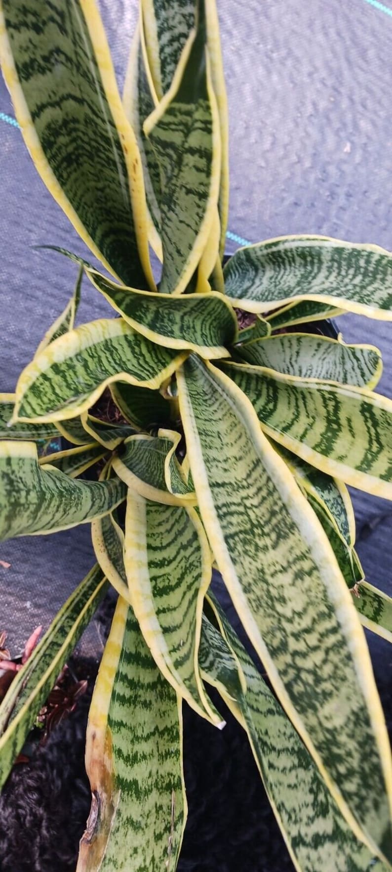 Sansevieria trifasciata 'Laurentii' Succulent Plant | Madagascar Dracaena | Air Purifying Indoor Houseplant | Bare Root Options