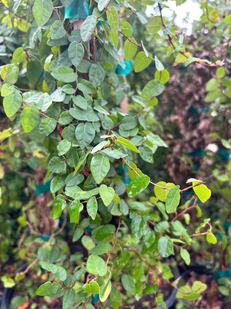 Creeping Fig Plant in 1 Gallon Pot - Ficus pumila - Versatile Indoor/Outdoor Climbing Vine for Aesthetic Spaces