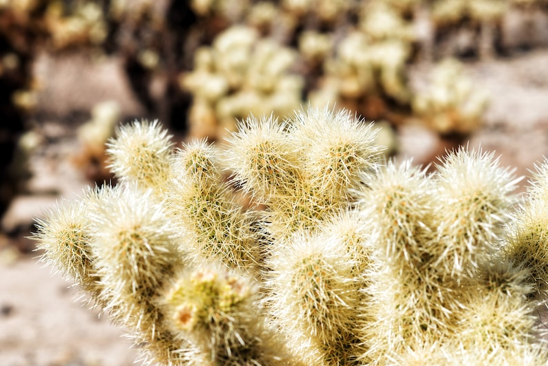 Teddy Bear Cholla Cactus Seeds - 20 Seeds, Cylindropuntia bigelovii, Greenish Yellow Flowers, Free Shipping on Orders over $35