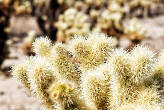 Teddy Bear Cholla Cactus Seeds - 20 Seeds, Cylindropuntia bigelovii, Greenish Yellow Flowers, Free Shipping on Orders over $35