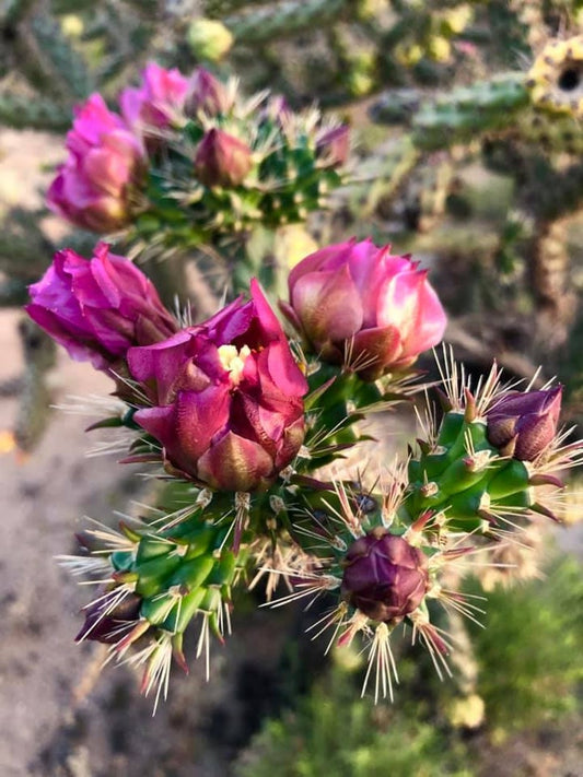 Cane Cholla Seeds - 20 Pack - Opuntia spinosior - Hardy Cactus Seeds for Desert Gardening