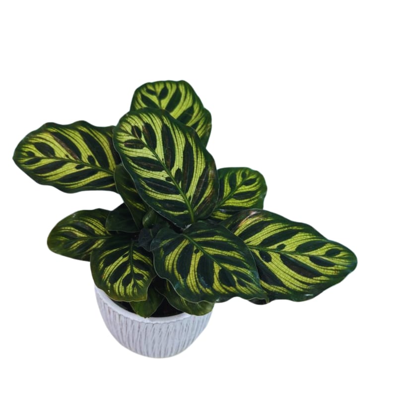 Rare Calathea Makoyana Plant 4” Pot - Live Indoor Houseplant - Peacock Plant - Air Purifier - Beautiful Leaf Patterns