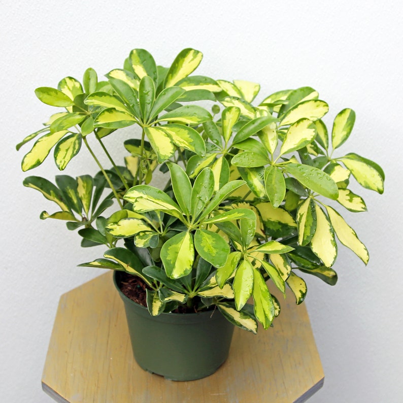 LIVE 6 Inch Pot Dwarf Umbrella Plant, Arboricola Trinette, Variegated Schefflera, Indoor Houseplant for Home Decor