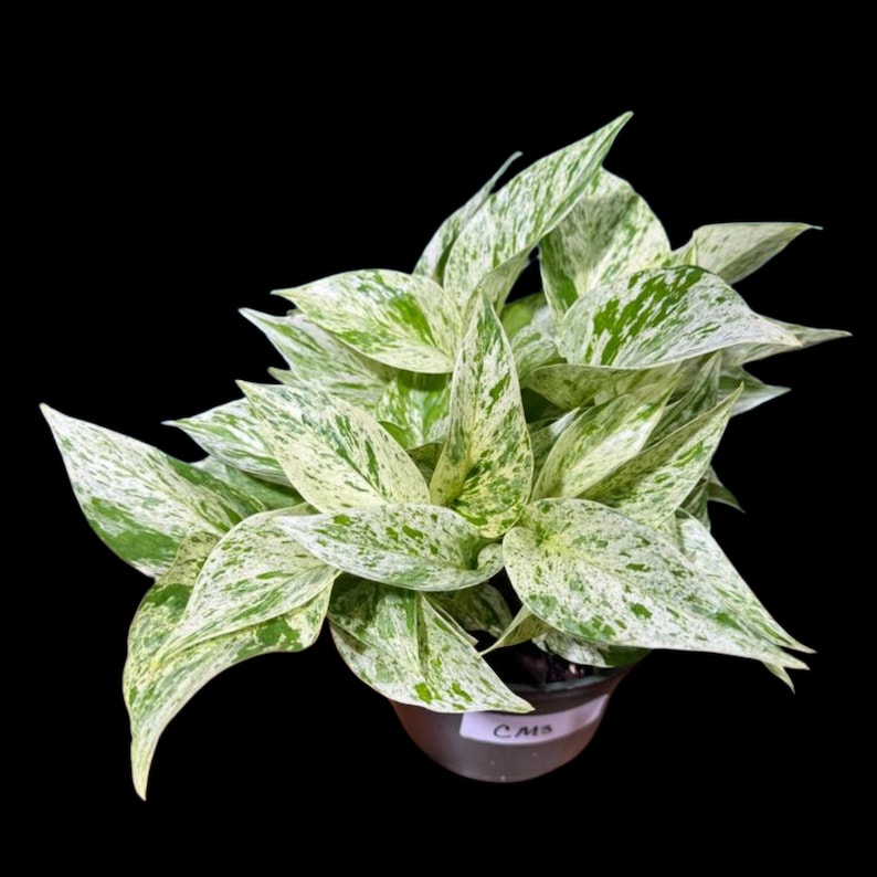 Variegated Snow Queen Pothos Plant in 4" Pot - Epipremnum aureum 'Snow Queen' - Indoor Houseplant for Bright Spaces