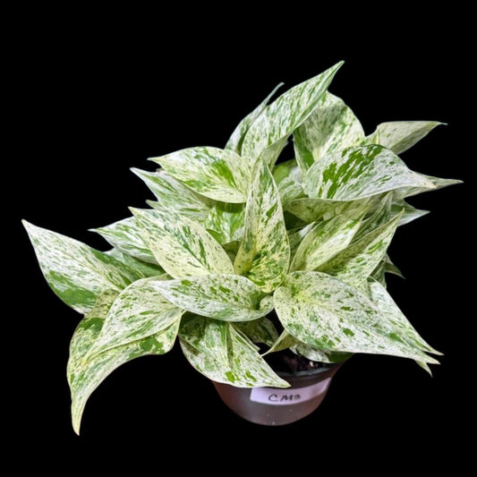 Variegated Snow Queen Pothos Plant in 4" Pot - Epipremnum aureum 'Snow Queen' - Indoor Houseplant for Bright Spaces