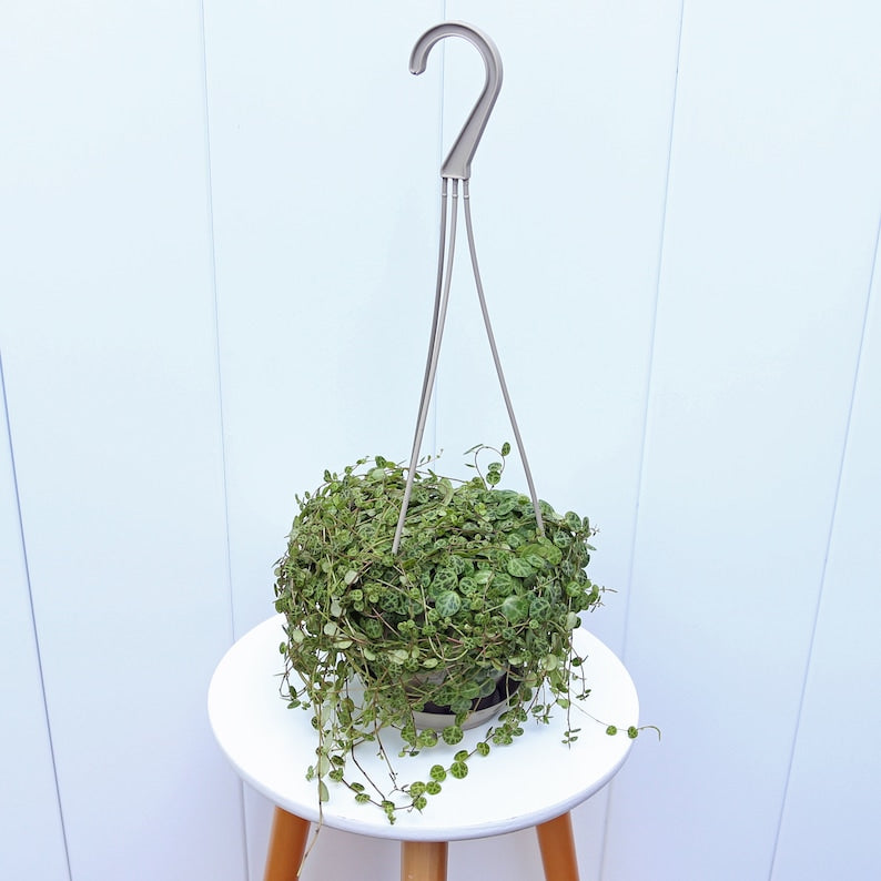 String of Turtles Plant 4.5” Hanging Pot Peperomia Prostrata Indoor Trailing Houseplant Gift for Couples, Housewarming, Birthday