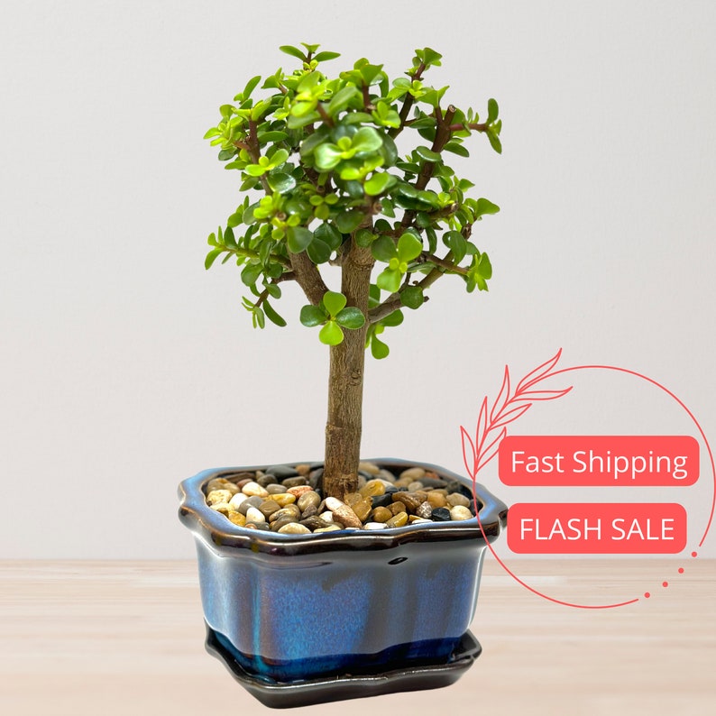 Jade Bonsai Tree | Live Indoor Plant in Ceramic Pot | Portulacaria Afra | Low Maintenance Succulent Bonsai for Home Decor