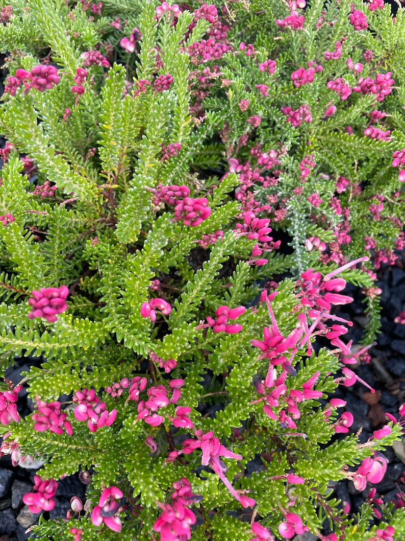 Woolly Grevillea Shrub - Grevillea Ianigera Coastal Gem - Low-Growing Evergreen Plant for Ground Cover and Erosion Control