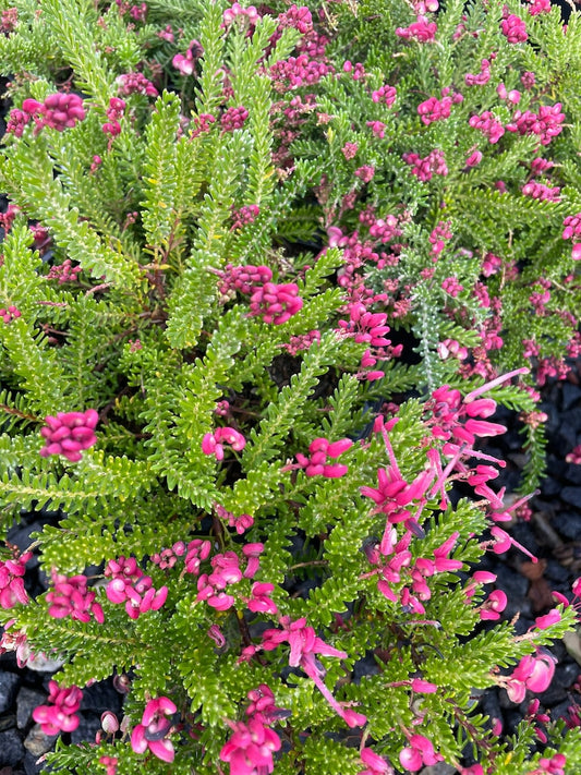 Woolly Grevillea Shrub - Grevillea Ianigera Coastal Gem - Low-Growing Evergreen Plant for Ground Cover and Erosion Control