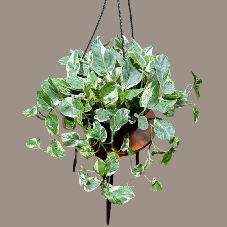 N'Joy Pothos Plant in 8" Hanging Basket, Epipremnum aureum 'N'Joy', Low Light Indoor Office Gift Plant, Variegated Leaves