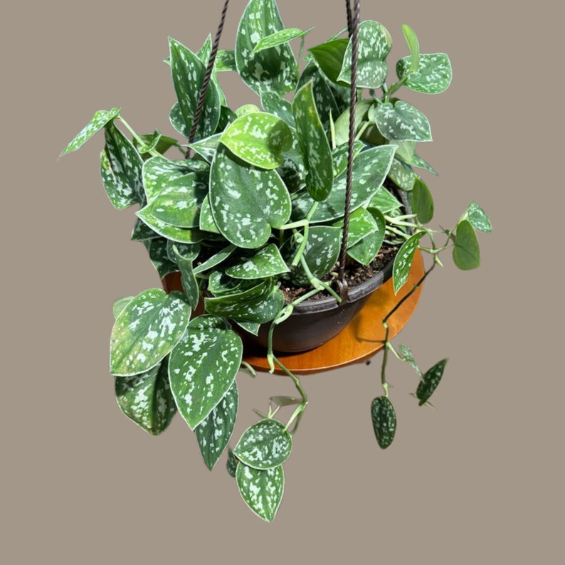 Silver Satin Pothos Live Houseplant in 6" Hanging Basket - Scindapsus pictus 'Argyraeus' - Low Light Indoor Plant