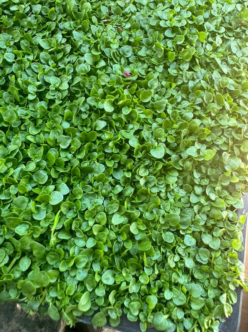 Corsican Mint Plant in 4" Pot - Miniature Mint (Mentha requienii) - Fragrant Ground Cover for Gardens and Containers