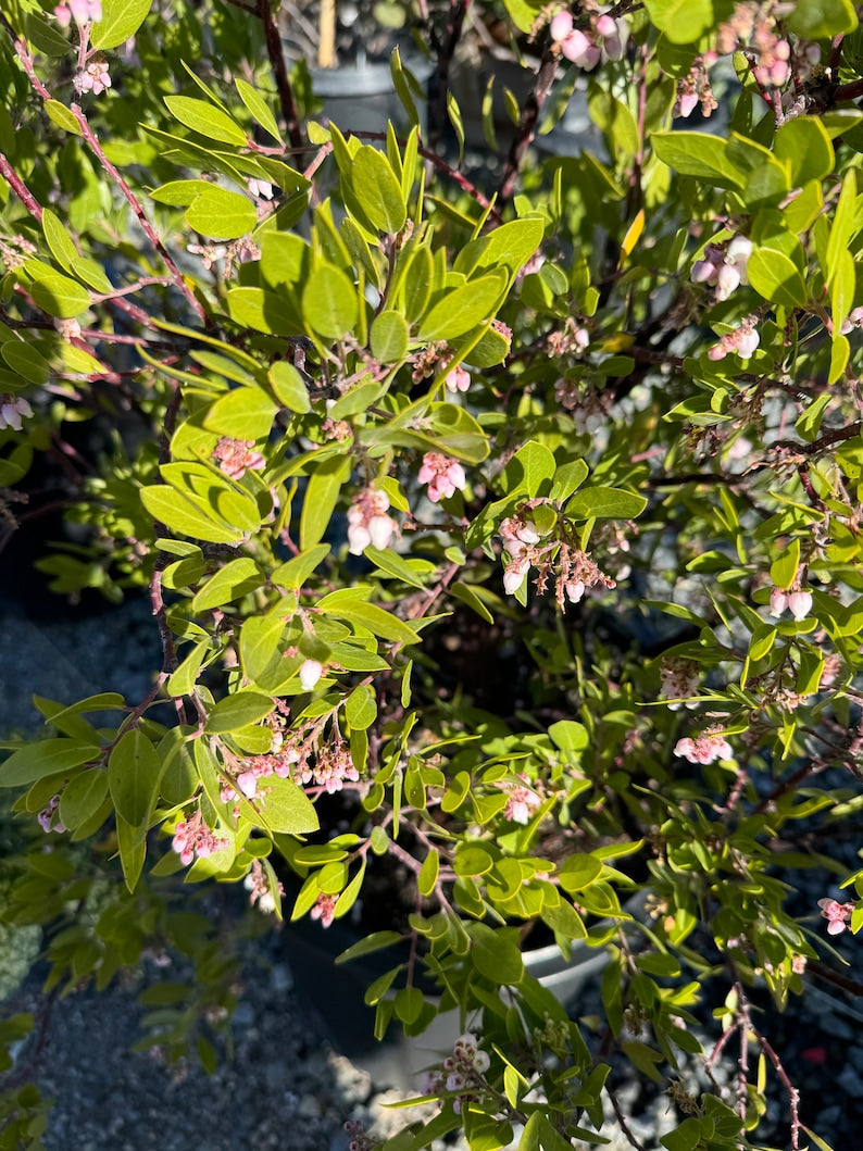 Howard McMinn Manzanita Plant - 1 Gallon Pot - Arctostaphylos densiflora - Evergreen Shrub with Pink Flowers and Dark Green Foliage