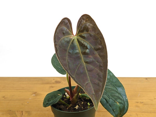 Anthurium Black Diamond Inverse Crossing - Hybrid Regale x Luxurians - Tropical Houseplant - Exotic Indoor Plant