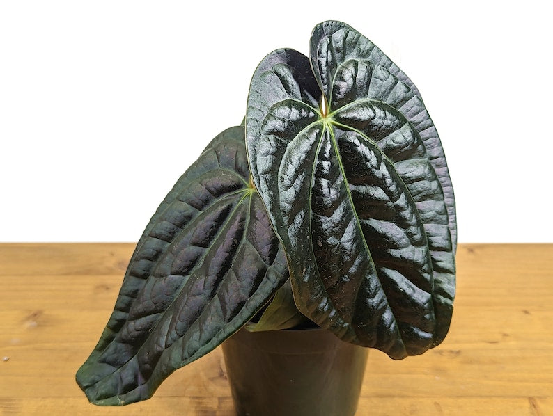Amazon Diamond Anthurium Plant - 4" Pot, Besseae x Luxurians Hybrid, Live Rare Collector Plant, Tropical Houseplant