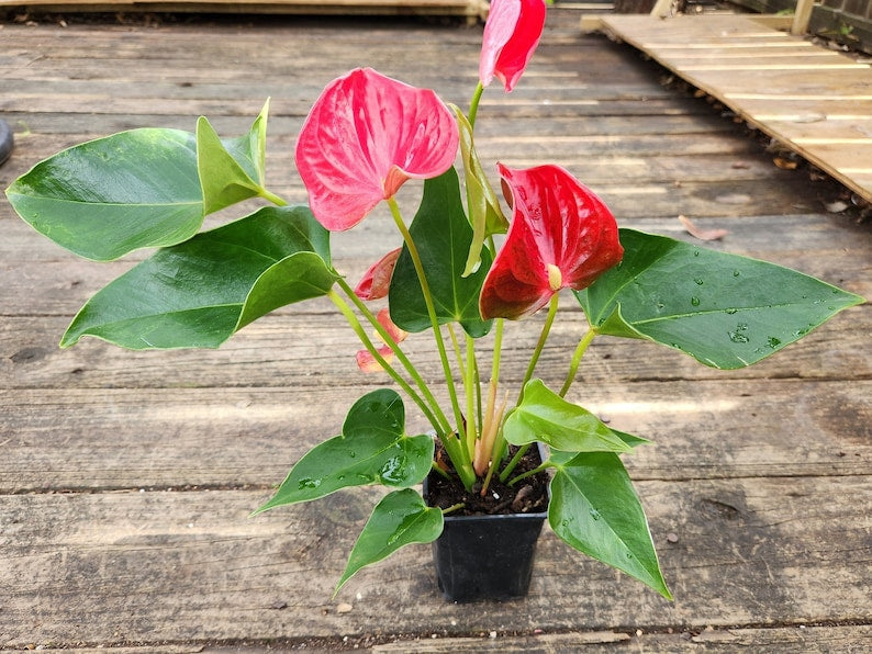 Flamingo Lily Houseplant - Red Anthurium Andraeanum - Indoor Flowering Plant - Tropical Perennial