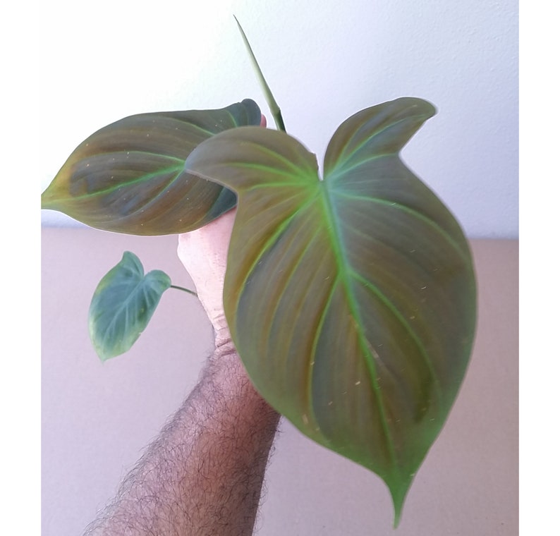 Philodendron Camposportoanum Plant in 4" Pot, Velvety Bicolorous Aroid, Free Heat Pack Included, Rare Indoor Climbing Plant