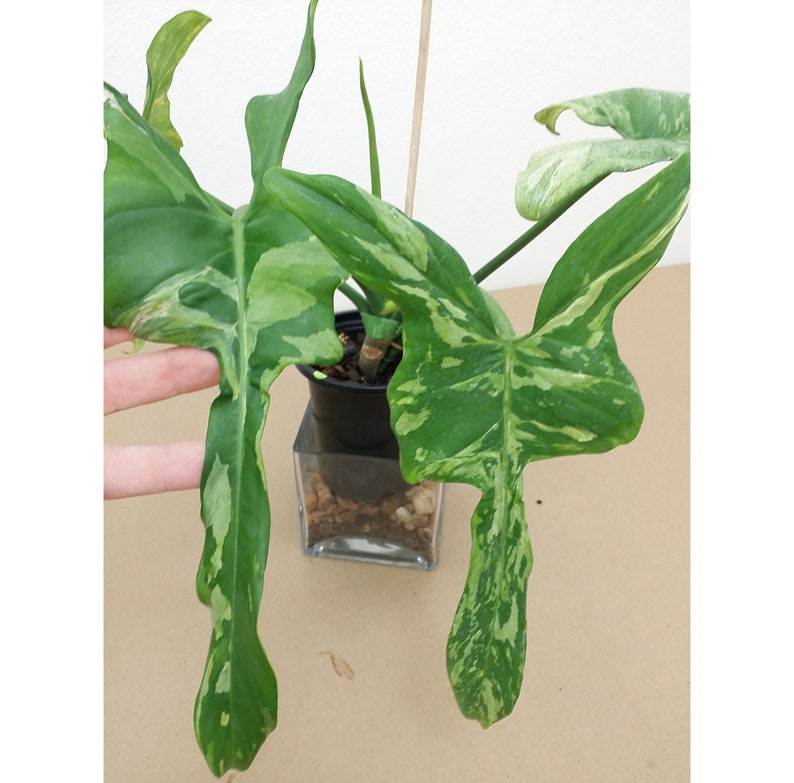 Philodendron Splash Gordon 4" Pot Rare Variegated Bipennifolium Cream Variegata (Philodendron bipennifolium) - Free Heat Pack