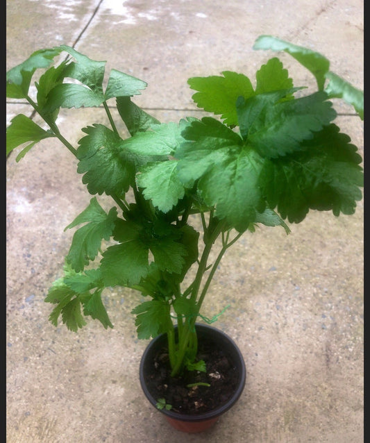 5 Organic Chinese Celery Live Plants in 4” Pots - Petroselinum Crispum - Edible Herb for Cooking and Flavoring