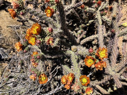 Buckhorn Cholla Seeds - 20 Seeds - Staghorn Cactus - Cylindropuntia acanthocarpa - Hardy Desert Plant