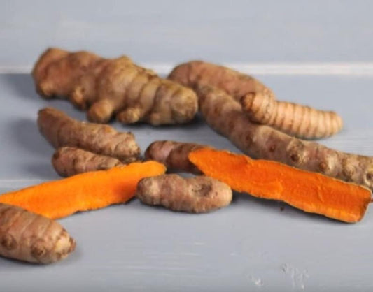 Yellow Turmeric Live Starter Plant 4-6 inches Curcuma longa Pesticide-Free Non-GMO Spice and Herb for Cooking