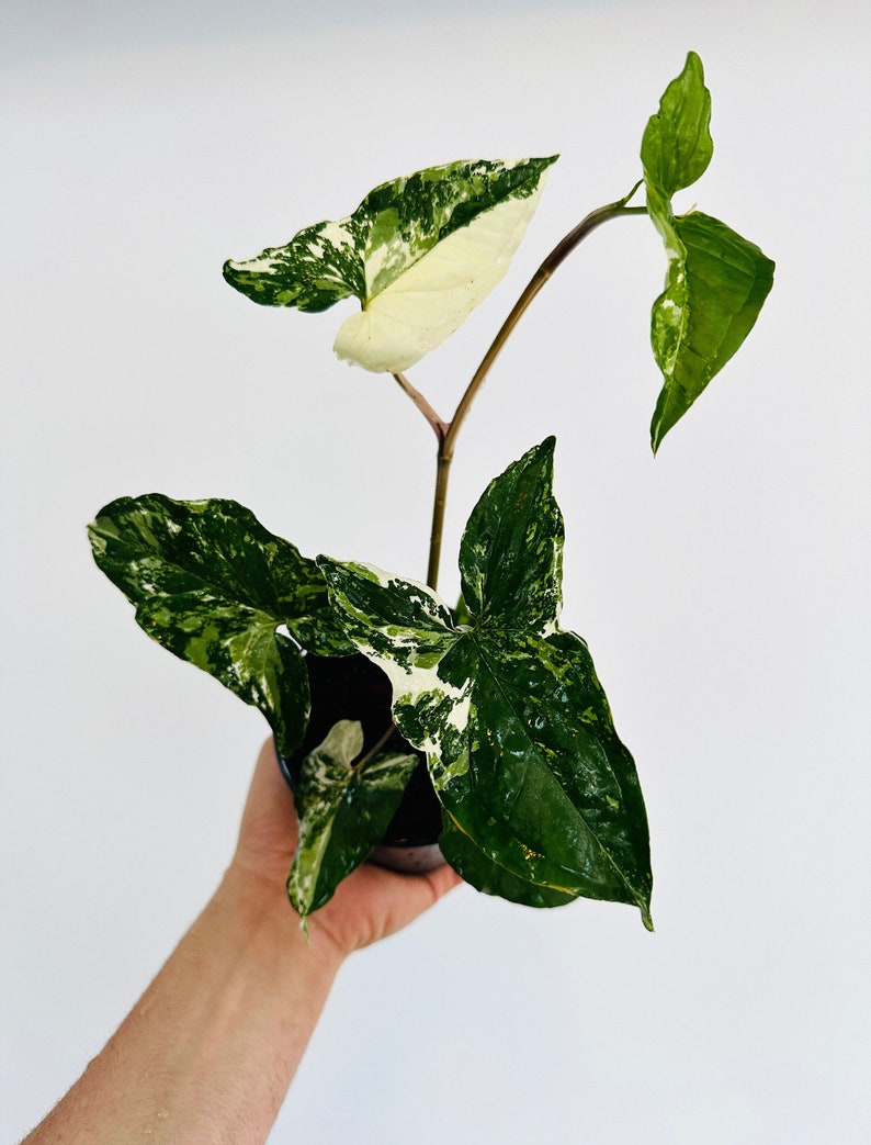 Syngonium Albo Houseplant - Live Plant in 4” Pot - Rare Variegated Arrow Leaf - Syngonium podophyllum