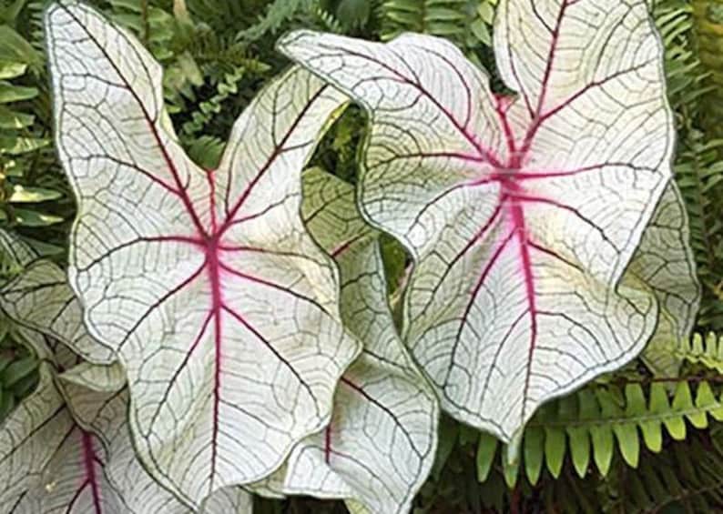 Florida Fantasy Caladium Bulbs (2 Pack) - Snowy White Leaves with Magenta Veins - Caladium bicolor - Preorder Spring 2024