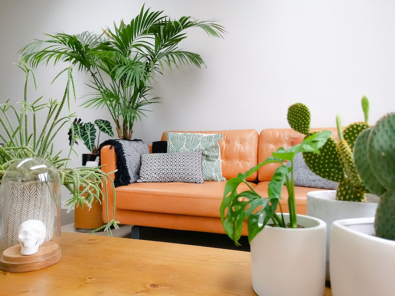 Kentia Palm Plant - Indoor/Outdoor - Howea Forsteriana - Exotic Tropical Air Purifier - Easy Care Houseplant
