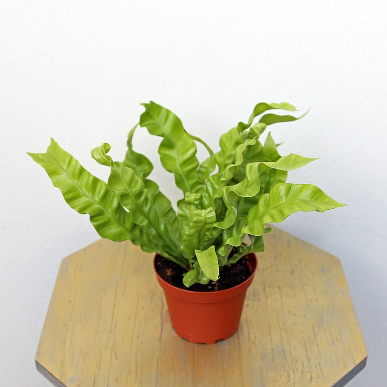 Hurricane Fern Plant - 4 Inch Pot, Japanese Asplenium Nidus Fern, Bird’s Nest Fern, Housewarming or Mother's Day Gift