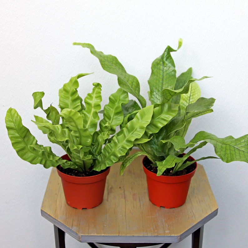 Crocodile Fern & Hurricane Fern Live Plants Combo, 4-Inch Pots, Microsorum Musifolium & Asplenium Nidus, Air-Purifying Indoor Plants