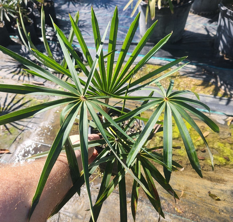 Coccothrinax macroglossa Live Plant - Outdoor Grown - Minor Blemishes - Hardy Palm for Tropical Landscapes