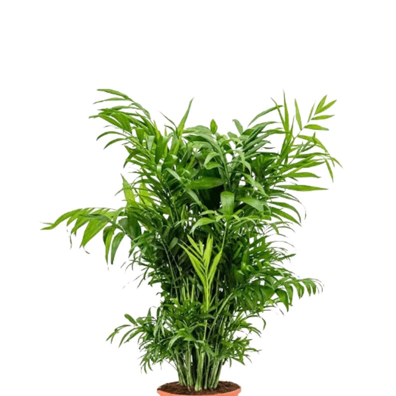 Parlour Palm Indoor Plant - Low Light Air Purifier - Chamaedorea Elegans - Easy Care Pet-Friendly Houseplant in Pot