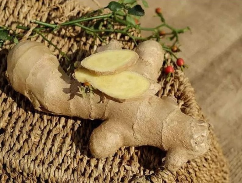 Dwarf Molten Gold Ginger Plant 4-6 Inch Live Starter Hedychium Spice Herb Pesticide Free Non-GMO