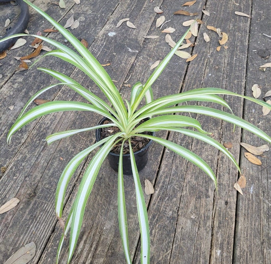 Spider Plant 8-11in Variegated Bonnie Spider Ivy Chlorophytum comosum Curly Airplane Plant