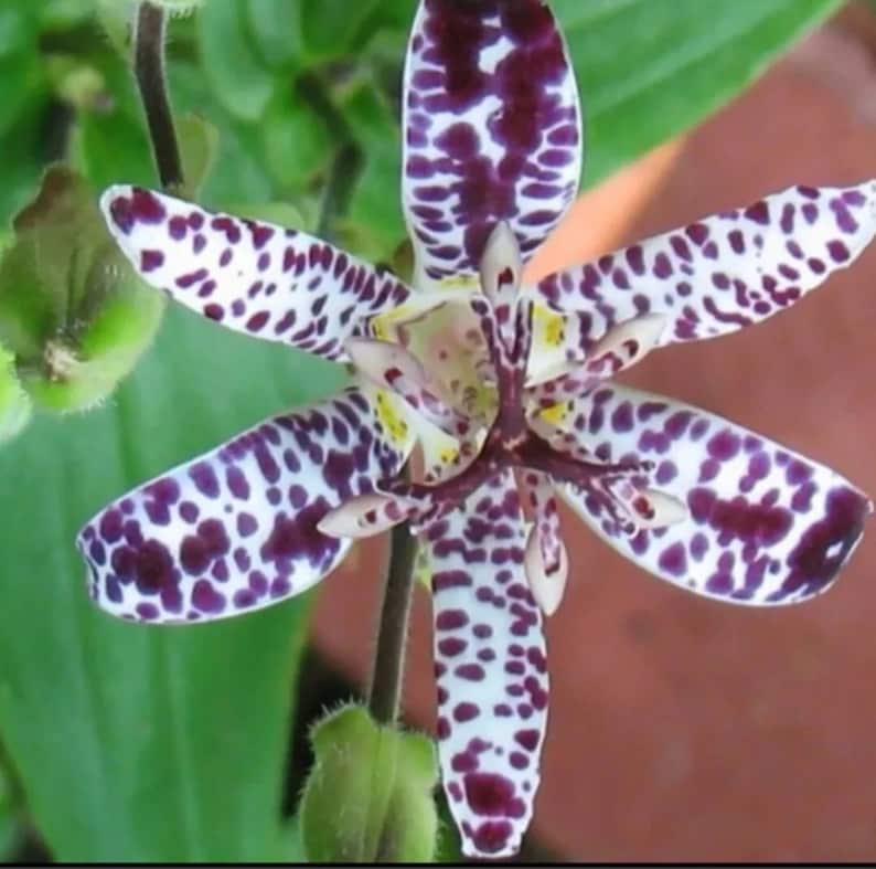 Tricytris Autumn Glow Toad Lily Plant - One Gallon - Green Leaves with Creamy Gold Edges - Tricyrtis formosana