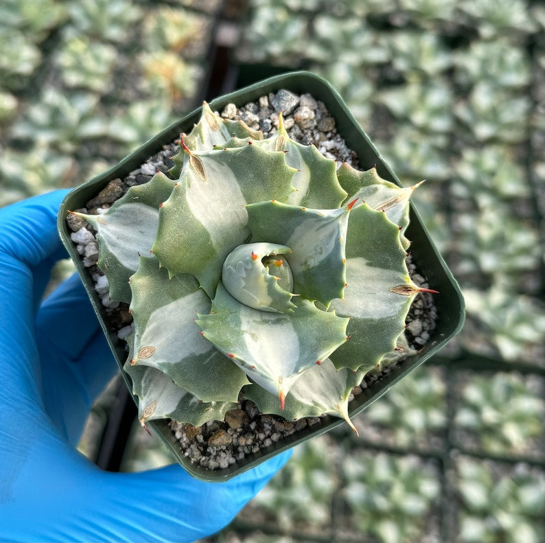 Variegated Agave Succulent 4" Pot | Agave isthmensis 'Hoji Raijin' | Rare Compact Variegation, Unique Coloration