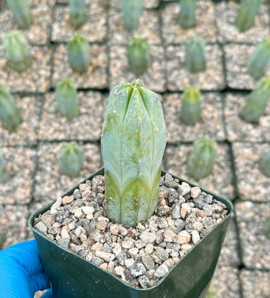 Blue Candle Cactus Live Plant in 4" Pot | Blue Myrtle Cactus | Myrtillocactus geometrizans | Unique Geometric Stems