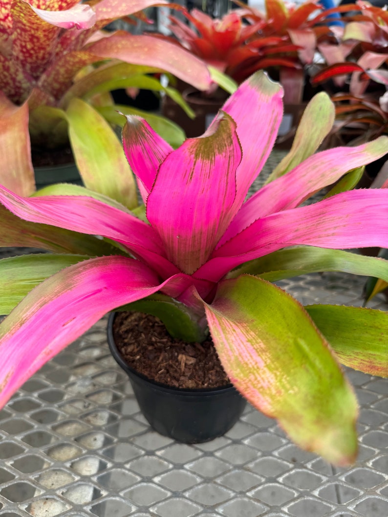 Bromeliad Plant Neoregelia Donna - Florissant Pink with Green Base - Easy Care Exotic Houseplant