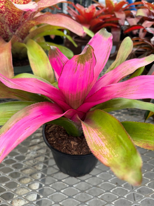 Bromeliad Plant Neoregelia Donna - Florissant Pink with Green Base - Easy Care Exotic Houseplant
