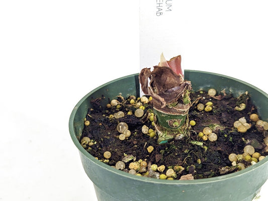 Alocasia Frydek Variegated Rehab/Rescue Chonk - No Leaves - Healthy Roots - Tropical Plant for Indoor Gardening