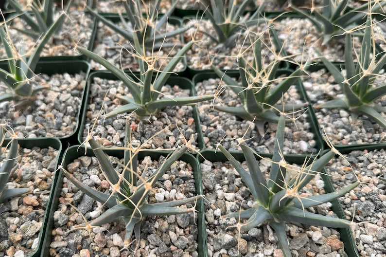 Agave Cactus Live Plant 4" Pot Leuchtenbergia Principis Unique Appearance Drought Tolerant Cactus
