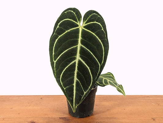 Anthurium Crystallinum Plant - 4 Inch Pot - Tropical Beauty with Heart-Shaped Leaves - Anthurium crystallinum