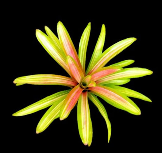 Bromeliad Plant Neoregelia Martin - Colorful Variegated Green & Red Foliage - Exotic Low Maintenance Indoor/Outdoor Plant