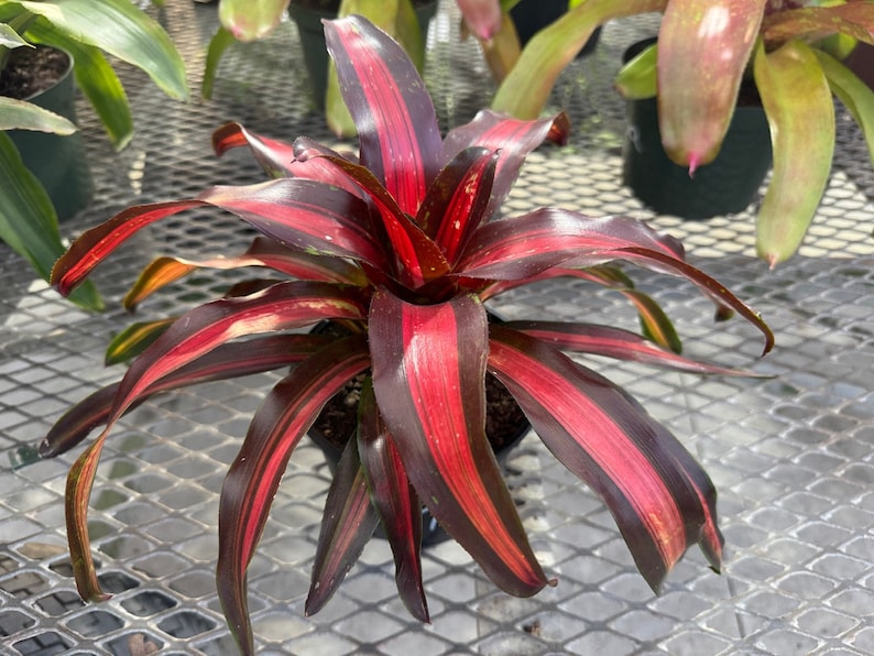 Bromeliad Plant Neoregelia Peppermint 4" Pot Orange Burgundy Exotic Low-Maintenance Houseplant