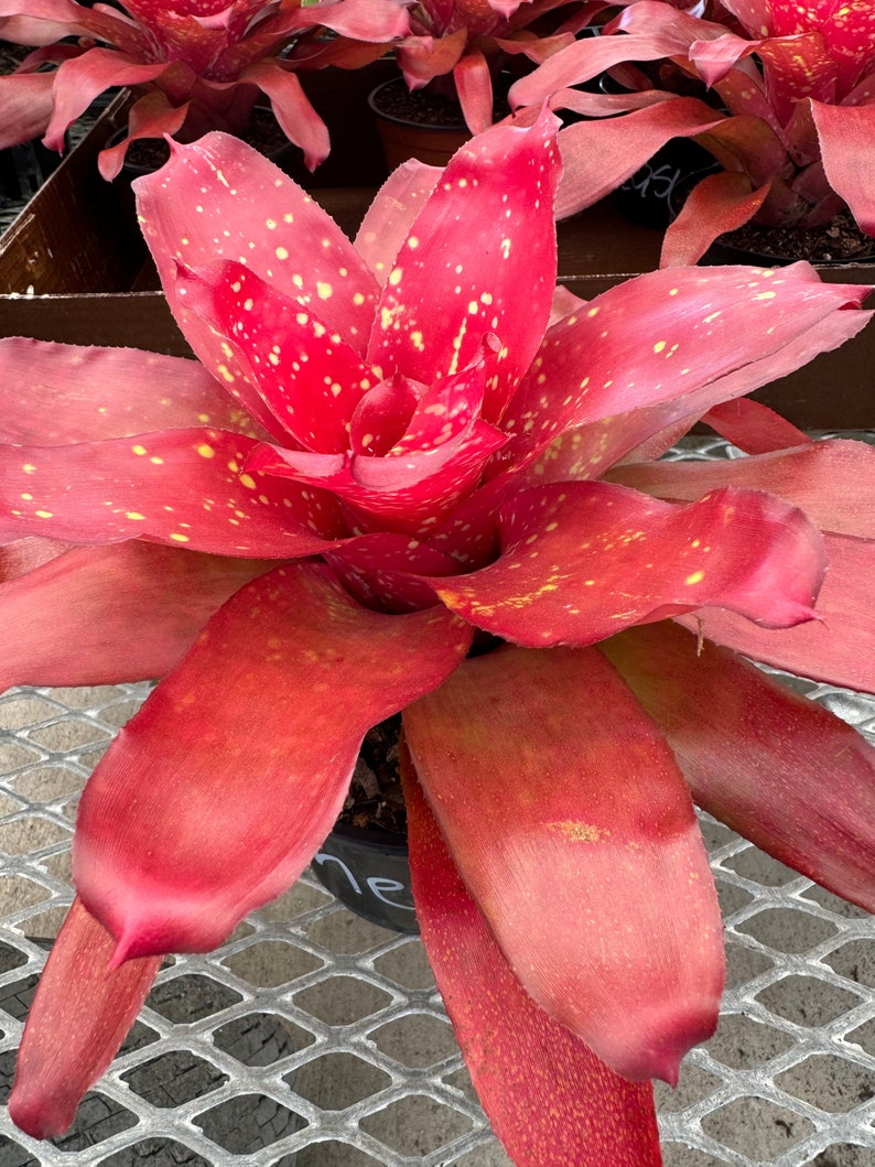 Bromeliad Plant Neoregelia Treasure Chest, Deep Red with Yellow Dots, Colorful Easy Care Tropical Houseplant