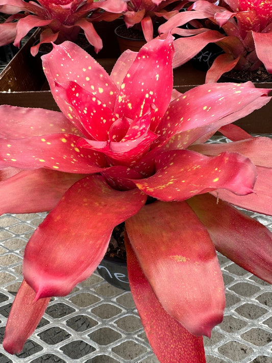Bromeliad Plant Neoregelia Treasure Chest, Deep Red with Yellow Dots, Colorful Easy Care Tropical Houseplant