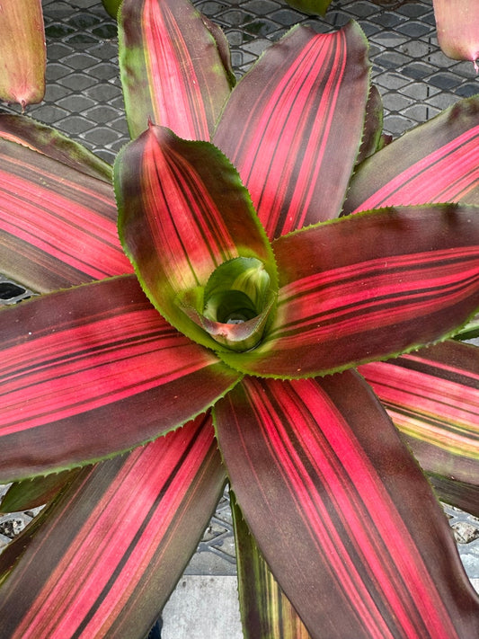 Bromeliad Plant - Neoregelia Freddy, Cream Green Orange Variegated Waves, Exotic Low-Maintenance Houseplant